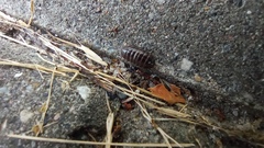 Armadillidium vulgare
