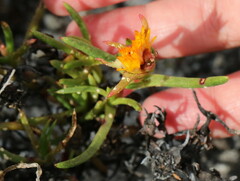 Lampranthus aurantiacus