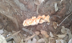 Laetiporus