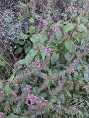 Stachys chamissonis cooleyae