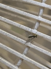 Sciapodinae