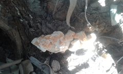 Laetiporus