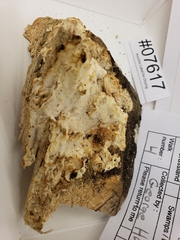 Antrodiella