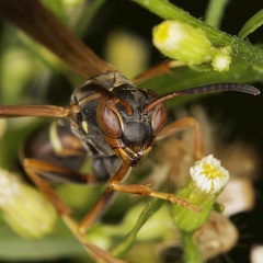 Polistes fuscatus