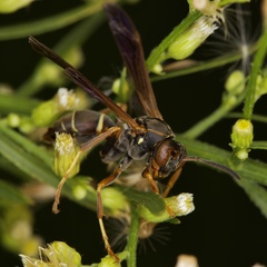Polistes fuscatus