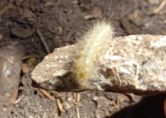 Acronicta leporina
