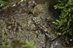Polydesmus polonicus
