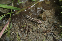 Polydesmus polonicus