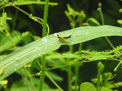 Chiapacris nayaritus