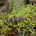 Polydesmus polonicus - Photo (c) Heorhii Bondarenko,  זכויות יוצרים חלקיות (CC BY-NC), הועלה על ידי Heorhii Bondarenko