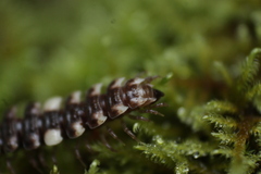 Polydesmus polonicus