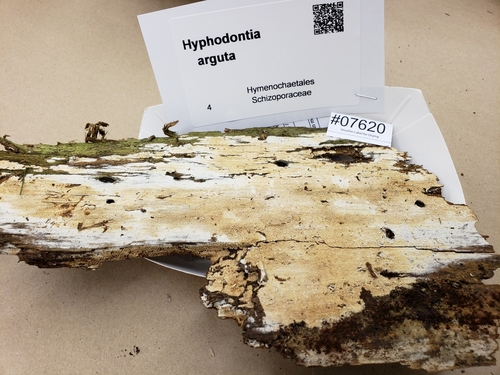 Representative image of Hyphodontia arguta