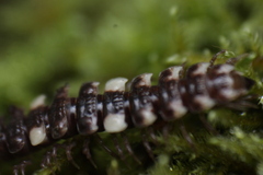 Polydesmus polonicus