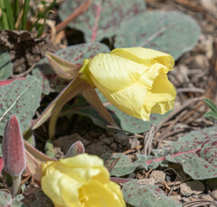 Oenothera xylocarpa