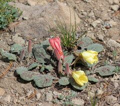 Oenothera xylocarpa