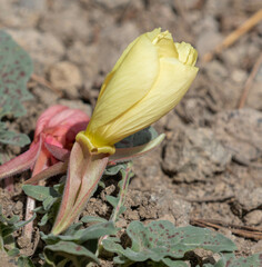Oenothera xylocarpa