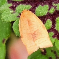 Cacoecimorpha pronubana