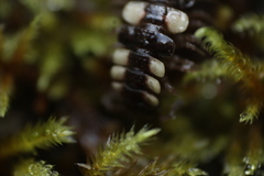 Polydesmus polonicus