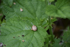 Gastropoda