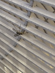 Sciapodinae