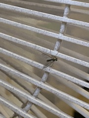 Sciapodinae