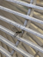 Sciapodinae