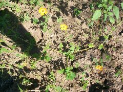 Kallstroemia grandiflora