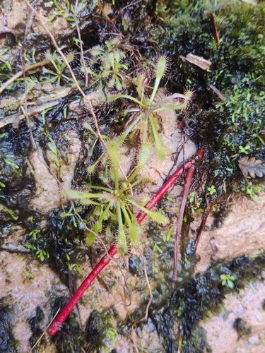 Drosera riparia