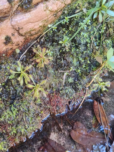 Drosera riparia