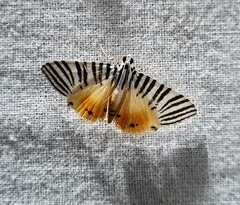 Dichocrocis zebralis