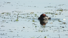 Tachybaptus ruficollis