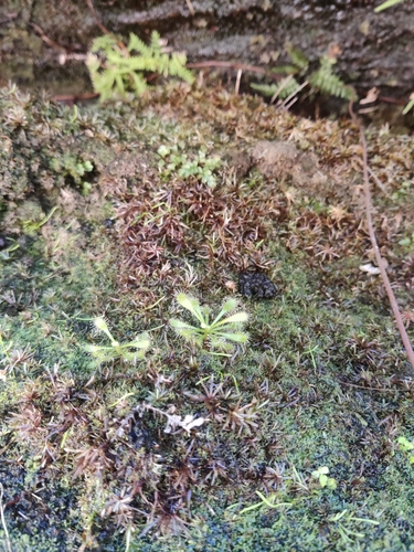 Drosera riparia
