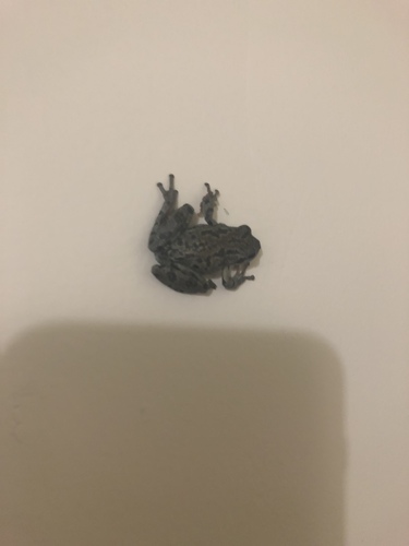 iNaturalist observation photo of Pacific chorus frog