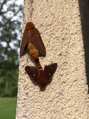 Anisota virginiensis