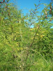 Vachellia campechiana