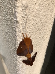 Anisota virginiensis