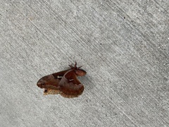 Callosamia angulifera