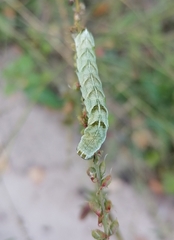 Melanchra persicariae