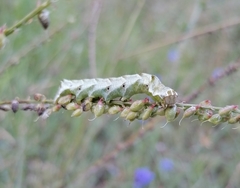 Melanchra persicariae