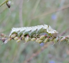 Melanchra persicariae
