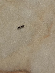 Monomorium