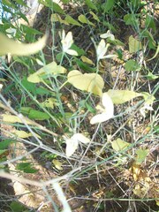 Carlowrightia arizonica