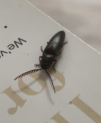 Dicrepidius corvinus