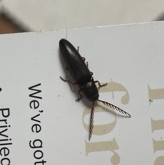 Dicrepidius corvinus