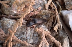 Dicrepidius corvinus