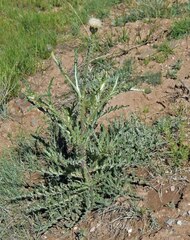 Cirsium canescens