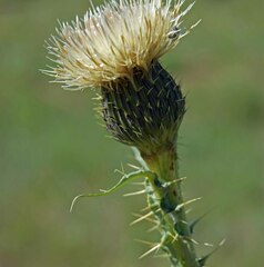 Cirsium canescens