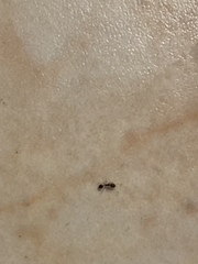 Monomorium