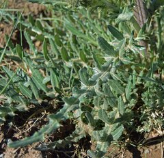 Cirsium canescens