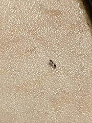 Monomorium